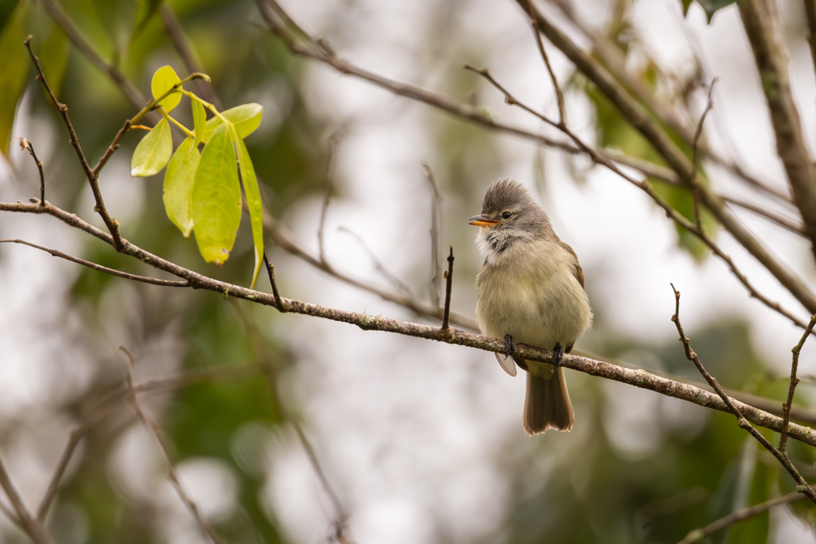 image Southern Beardless-Tyrannulet